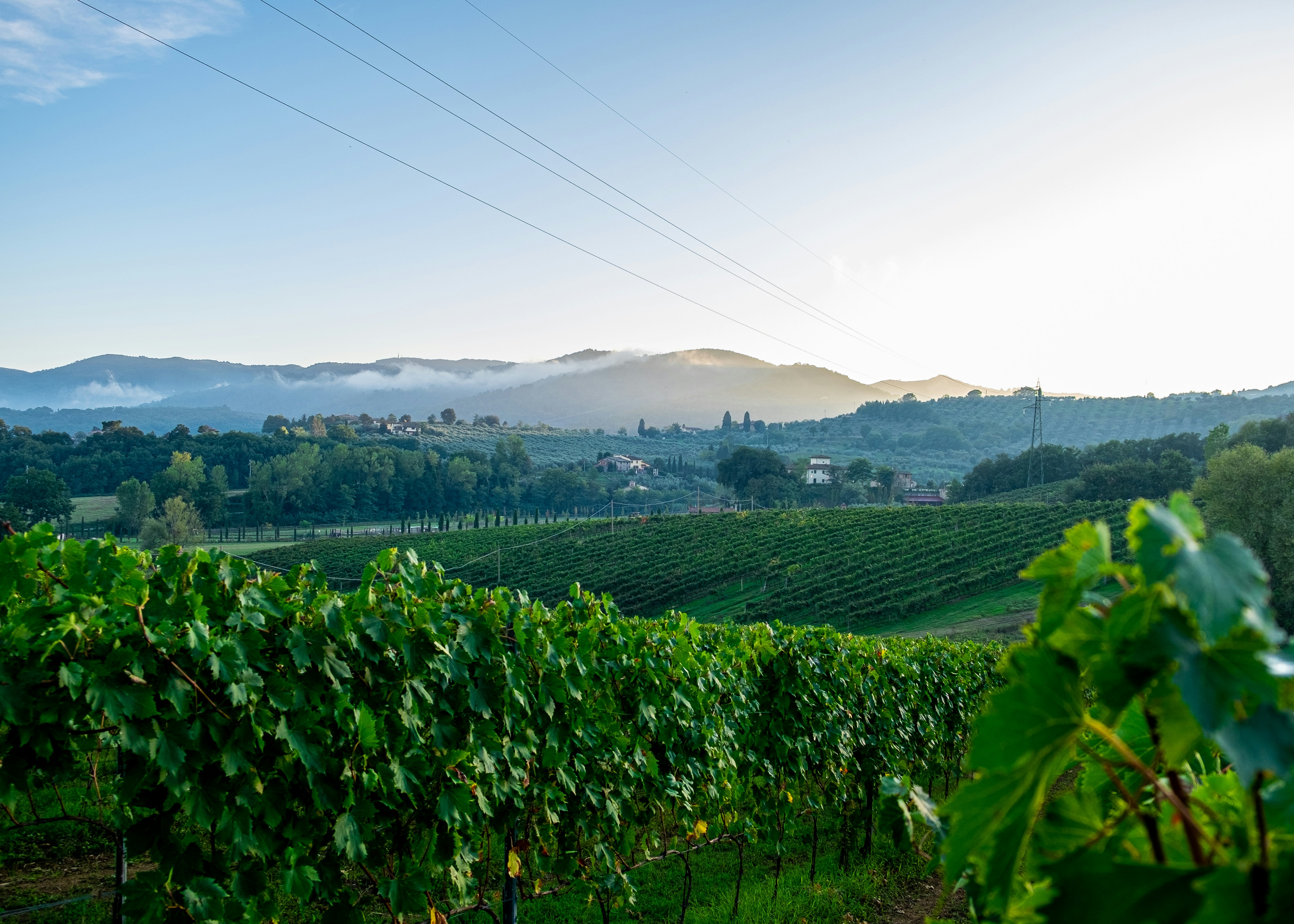 Chianti Vineyards