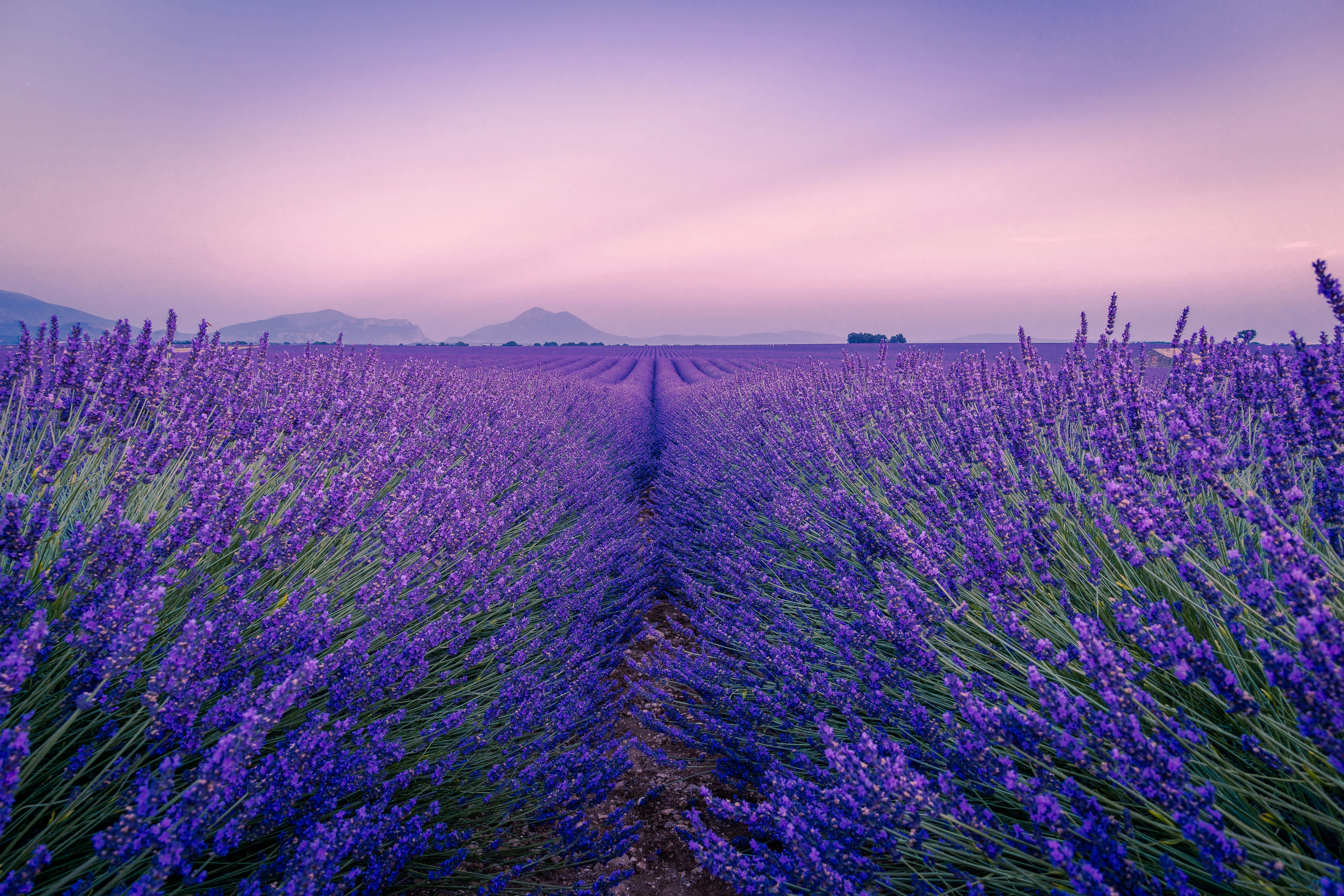 Valensole Plateau